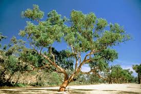 Image result for Eucalyptus camaldulensis