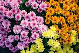 12 Plants That Naturally Keep Unwanted Bugs Away Plants Planting Mums Pretty Plants