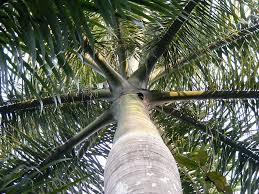 Check spelling or type a new query. Kami Menghadirkan Kepada Anda Kelapa Sawit Kuba Tanaman Yang Sesuai Untuk Kebun Anda Berkebun Hidup