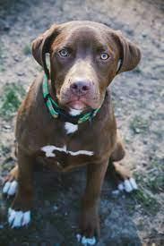 Fans of the breed love the lab's friendly, outgoing, and affectionate nature. Pitbull Lab Mix What To Know Before Buying A Labrabull All Things Dogs All Things Dogs