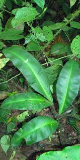 Image result for Blotiella crenata