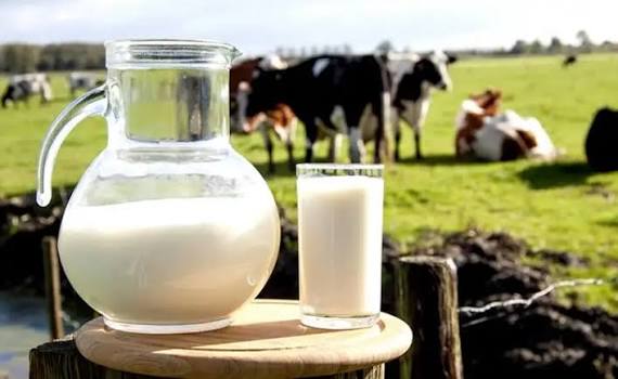 Sữa bò tươi Mộc Châu - Đặc sản Mộc Châu ®Hitour