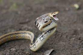 Elaphe Radiata Do You Know This Snake Can Play Dead