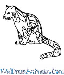 We did not find results for: How To Draw A Clouded Leopard