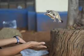 Cute Photo By Chungkring007 Is It A Frog Namanya Moly Dia Pengen Jadi Gamabunta Yg Di Naruto Sugarglider Sug Sugar Glider Instagram Instagram Posts