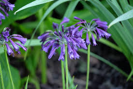 Image result for Agapanthus inapertus