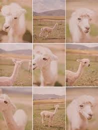 They are adapted to survive a long time without water and food. Camel Giraffe Llama Alpaca
