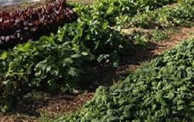 At least 15 plots assigned to community members. Start A Community Garden In Good Times And Bad