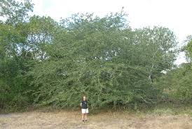 Image result for Albizia anthelmintica