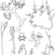 Image result for Sericanthe leonardii