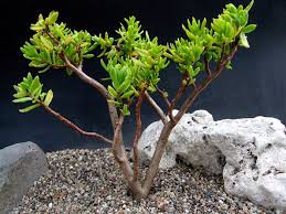 Image result for Crassula sarcocaulis