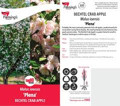 Maybe you would like to learn more about one of these? Malus Ioensis Plena Probably The Fleming S Nurseries Facebook