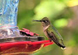 Bring more hummingbirds to your backyard with native plants. Best Hummingbird Food 5 Healthy Nectars Diy Nectar Recipe Animallama