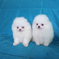 Dogs For Sale In Pakistan Pomeranian For Sale In Pakistan Animals Pets For Sale In Pakistan