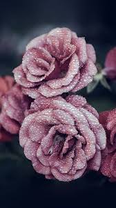 Iced Roses Gorgeous Pink Flowers Background Rose Gold Wallpaper Flower Wallpaper