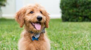 Determine which type of puppy food to feed your goldendoodle puppy. Best Dog Foods For Goldendoodles Puppies Adults Seniors