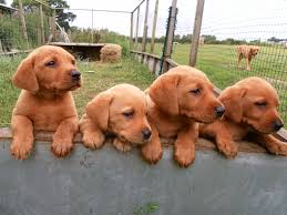 Labrador Retriever Intelligent And Fun Loving Red Lab Puppies Fox Red Labrador Puppy Fox Red Labrador