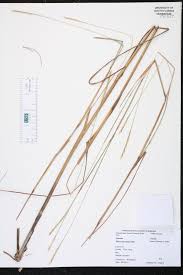 Image result for Elionurus tripsacoides