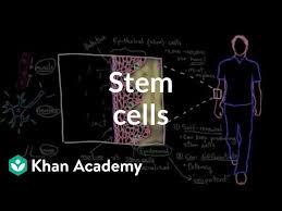 Cell Potency Totipotent Vs Pluripotent Vs Multipotent Stem