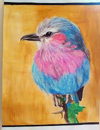 Maybe you would like to learn more about one of these? Drawing Of A Lilac Breasted Roller Bird Drawing By Agata Niewitecka
