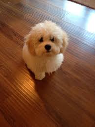 Because forever puppies can come from various combinations of parent breeds, it's important to talk to the breeder about the parent breeds of the litter when you're looking at a forever puppy. Cavapoochon Puppies Cavapoochon Beautiful Puppy