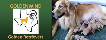 In buffalo, texas, halfway between dallas and houston, golden rule is set on the rolling hills at the. Goldenwind Golden Retrievers Texas Golden Retriever Puppies