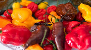 If you love the taste of jalapenos but can't take the heat, the tam jalapeno for you! Types Of Chili Peppers Their Taste Uses And Heat On The Scoville Scale