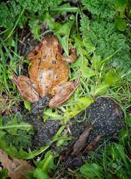 Preisvorschlag senden lustiger deko frosch garten frosch gärtnerfrosch mit krone und spaten metall. Ein Garten Frosch Im Grunen Gras Mit Seinen Frogspawn Lizenzfreie Fotos Bilder Und Stock Fotografie Image 39536684