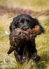 Cocker Spaniel Dog Black And Brown Pin By Joe Hosmer On Spaniel Dog Working Spaniel Working Cocker Black Cocker Spaniel