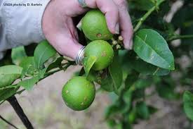 Fruit trees need good soil water drainage and plentiful sunlight. Usda Inspecting Citrus Trees In Rio Grande Valley Texas Farm Bureau