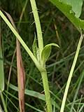 Image result for Rubus kirungensis