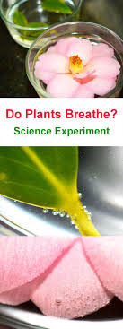 Photosynthesis And Respiration In Plants Science Experiments Plant Science Photosynthesis