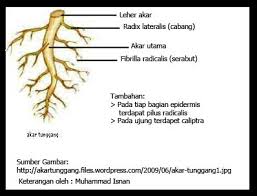 Kacang hijau, kacang polong, kacang panjang, semua jenis kacang itu bisa kamu tanam dengan mudah secara hidroponik. C Materi Ilmu Pengetahuan Alam Kelas 4