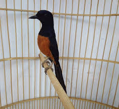 Murai batu (mb) asli medan terkenal sebagai murai batu lokal terbaik karena memiliki beberapa kelebihan dari mulai postur tubuhnya yang besar, gagah dan proporsional dengan ekor yang panjang menjuntai yang semakin menambah anggun penampilan burung ini. 18 Jenis Burung Murai Batu Terbaik Di Seluruh Dunia Beserta Gambar Dan Penjelasannya Hobinatang