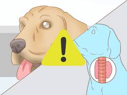 3 Ways To Determine Benadryl Dosage For Dogs Wikihow