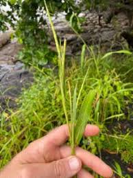 Image result for Rottboellia