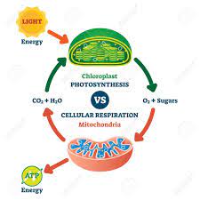 Maybe you would like to learn more about one of these? Chloroplast Vs Mitochondria Process Educational Scheme Vector Illustration Labeled Photosynthesis And Cellular Respiration Interaction Diagram Graphic With Green Plant Chemical Formula Or Atp Energy Royalty Free Cliparts Vectors And Stock