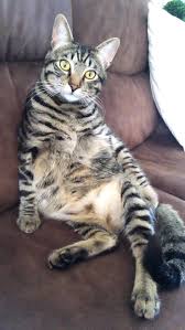 hey there aww cute animals cats dogs cat sitting animals vets