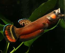 Betta Macrostoma Photo Pet Fish Betta Betta Fish Types