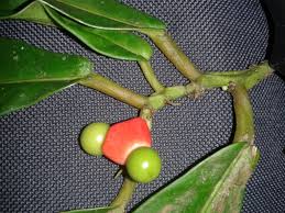 Image result for Heisteria