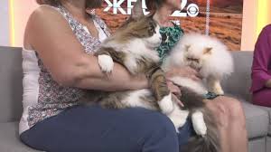Video clips of a tica cat show i went to recently. Tica Cat Show Comes To Spokane Krem Com