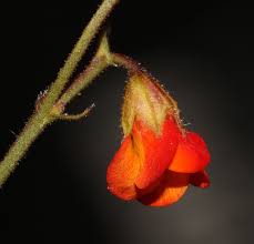 Image result for Hermannia eenii