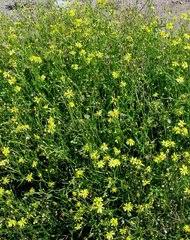 Image result for Nidorella spartioides