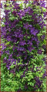 Rated 5.00 out of 5 based on 7 customer ratings. 73 Zone 3 Flowers Ideas Flowers Plants Planting Flowers