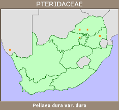 Image result for Pellaea doniana