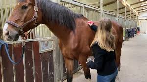 Pentru 1,2 hectare de gard electric pentru vaci , agri tocan. Munca La Ferme De Cai È™i Animale Home Facebook