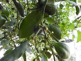 Image result for Viscum littorum