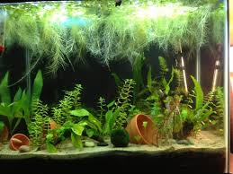 Betta Sorority Tank Google Search Fish Tank Plants Betta Fish Tank Betta Aquarium