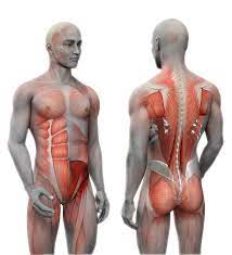 In human anatomy, the chest wall muscles are divided into primary and secondary layers. Muscle Anatomy Of Torso 3d Human Anatomy Torso Back Muscles Stock Photo Image By C Deryadraws 120968070 Their Main Function Is Contractibility Gubuk Pendidikan