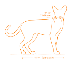 See more ideas about oriental shorthair cats, oriental shorthair, cats. Oriental Shorthair Cat Dimensions Drawings Dimensions Com